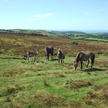 Bed and Breakfast Coombe Farm Lynton Exterior foto