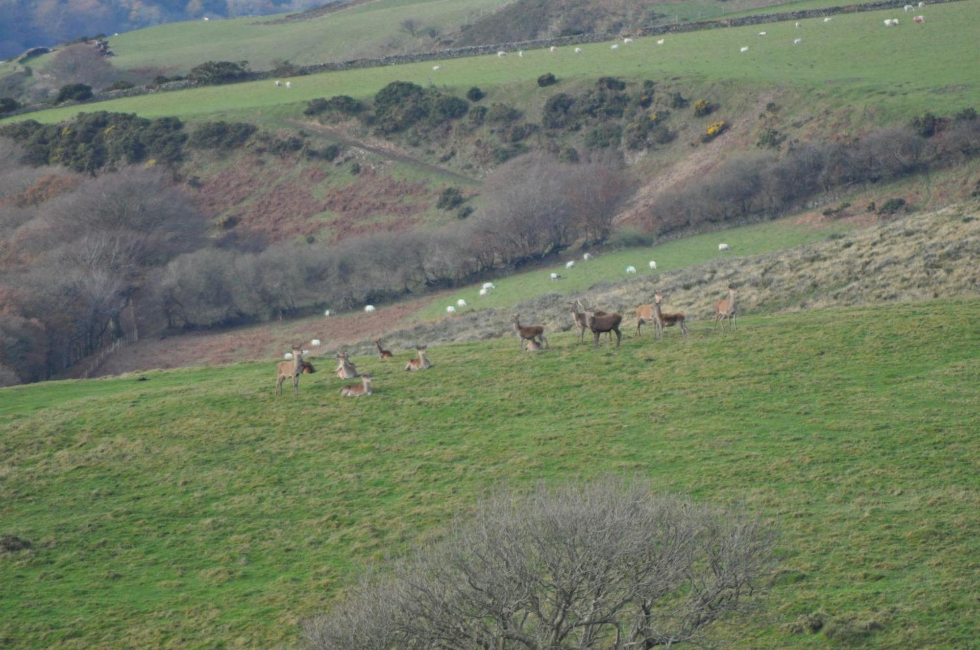 Bed and Breakfast Coombe Farm Lynton Exterior foto