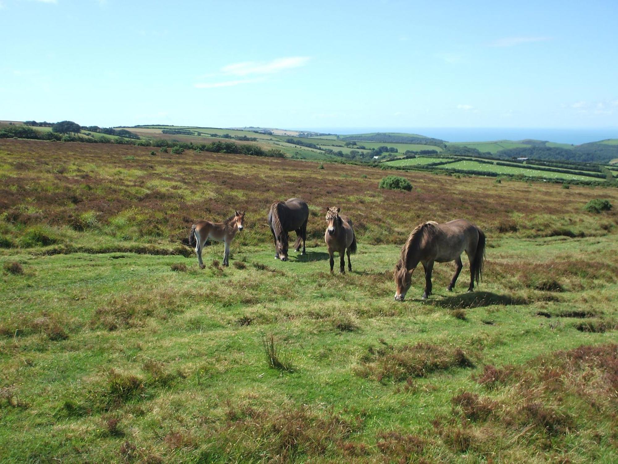 Bed and Breakfast Coombe Farm Lynton Exterior foto
